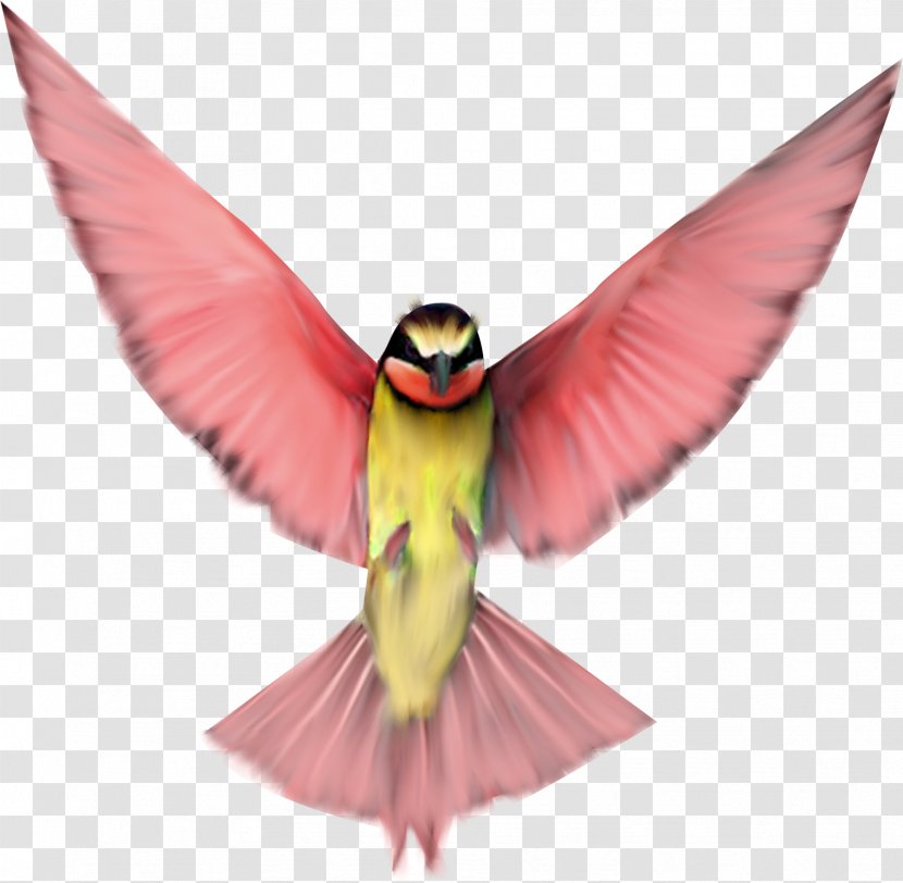 Bird Flight Clip Art - Pink Birds Transparent PNG