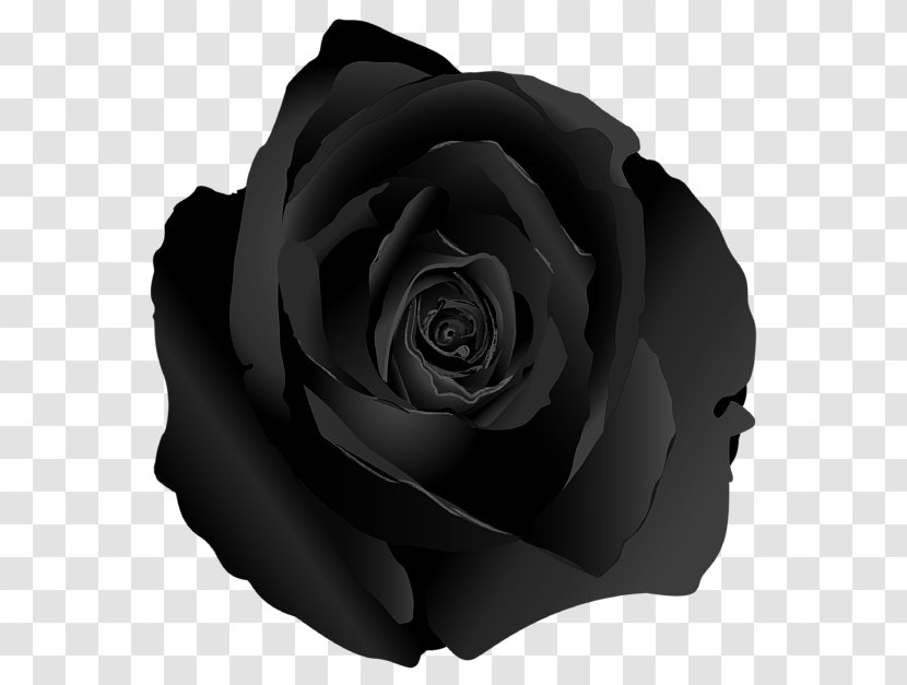 Garden Roses Curtain Black Rose White - Lila Grace - Nose Transparent PNG