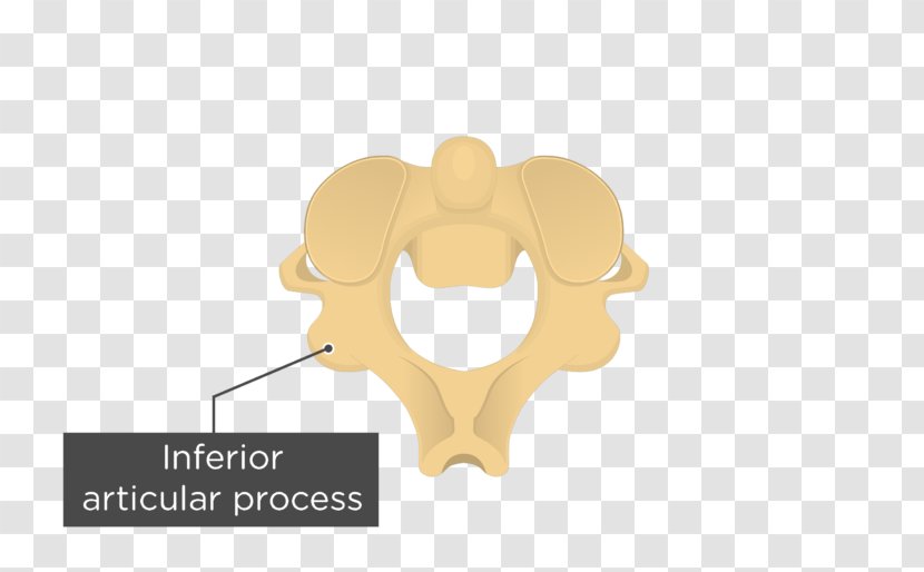 Articular Processes Axis Vertebral Column Anatomy - Logo - Foramen Transparent PNG
