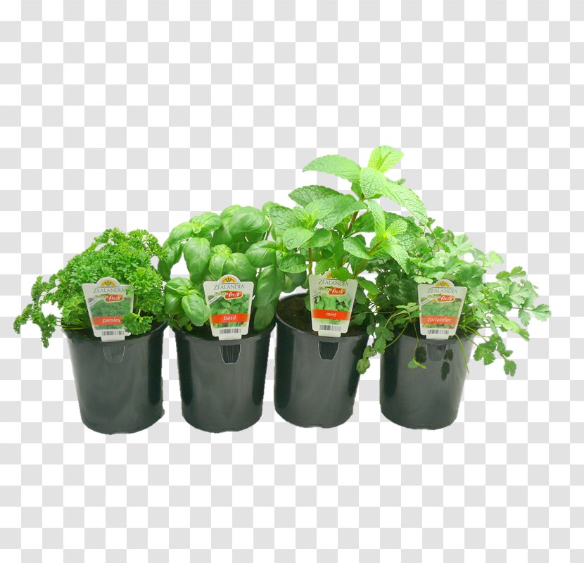Herb Flowerpot Plastic - Plant Transparent PNG