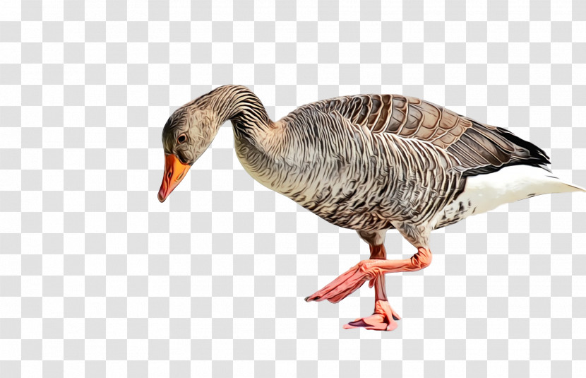 Bird Beak Water Bird Goose Ducks, Geese And Swans Transparent PNG