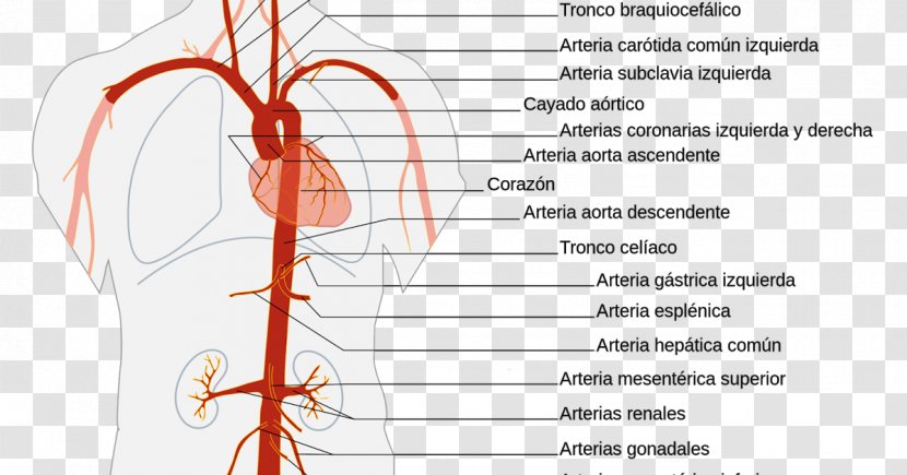 The Aorta Artery Anatomy Abdominal - Heart Transparent PNG