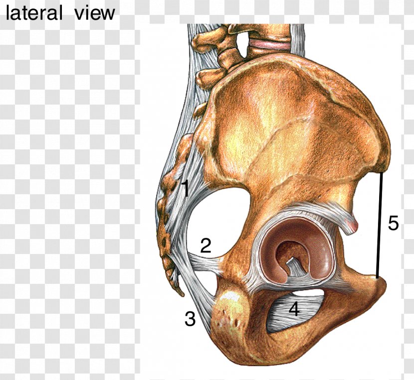 Radiate Ligament Of Head Rib Sacrum Human Skeleton - Jaw Transparent PNG
