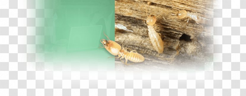 Insect Pest Transparent PNG