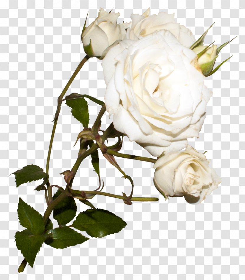 Garden Roses Centifolia Light - Rose Family - White Transparent PNG