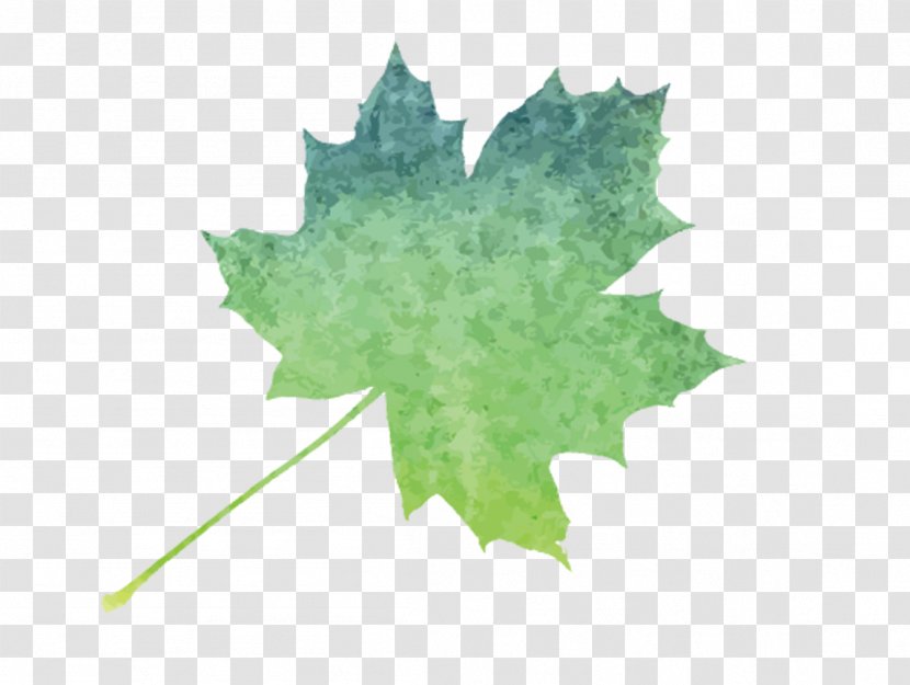Maple Leaf Watercolor Painting Image Vector Graphics - Green - Adrift Transparent PNG