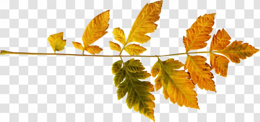 Autumn Leaf Color - Transparency And Translucency - Leaves Transparent PNG