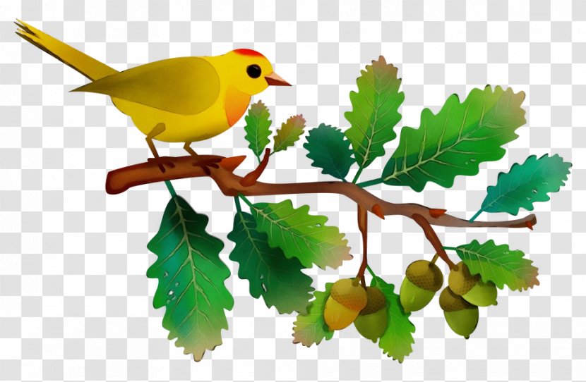 Oak Tree Drawing - Leaf - Scarlet Tanager Atlantic Canary Transparent PNG
