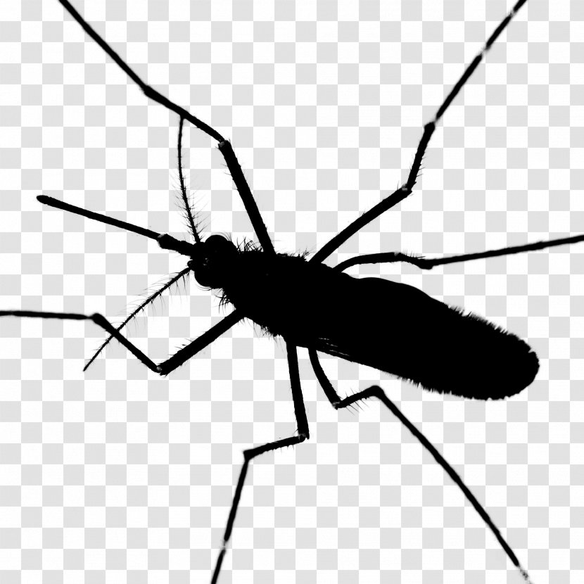 Mosquito Insect Black & White - Organism - M Clip Art Line Transparent PNG