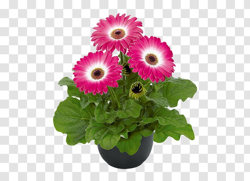 Transvaal Daisy Cut Flowers Floristry Floral Design - Flowerpot - Gerbera Transparent PNG