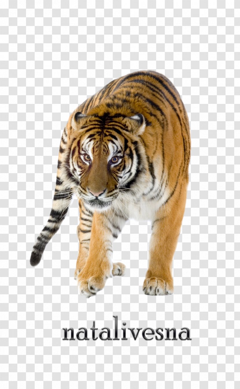 Felidae Bengal Tiger Siberian Stock.xchng Stock Photography - Roar Transparent PNG