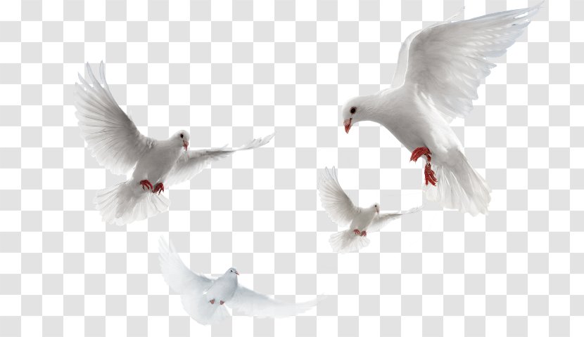 Columbidae Domestic Pigeon Clip Art Psd - Lossless Compression - Dove Bird Transparent PNG