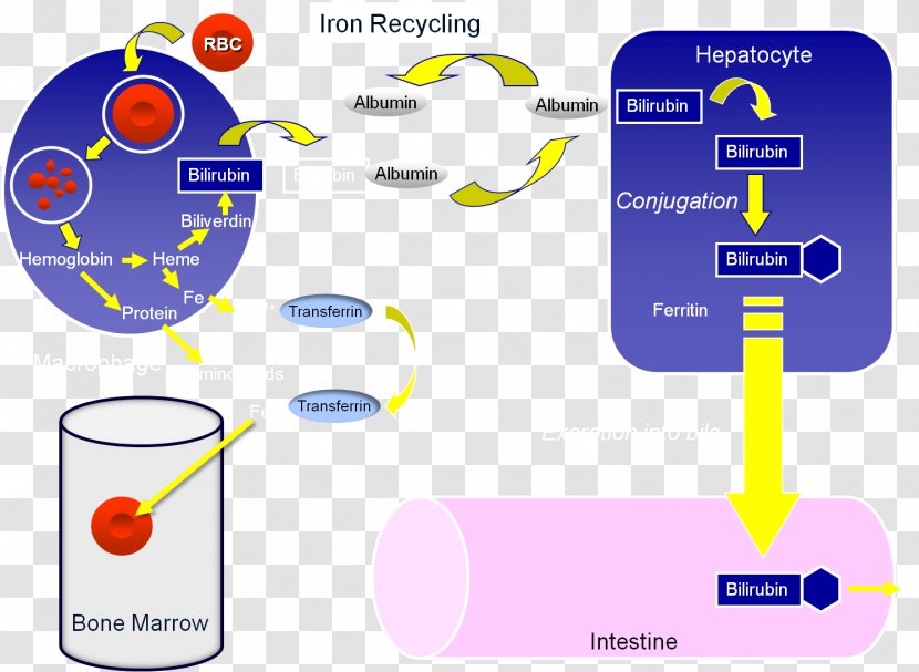 Brand Technology - Diagram Transparent PNG