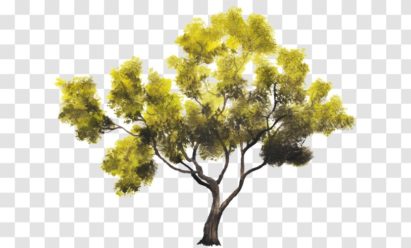 Tree Nanche Woody Plant Crown - Arboles Transparent PNG