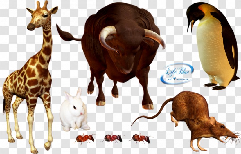 DeviantArt Giraffe Artist Cattle - Mammal Transparent PNG