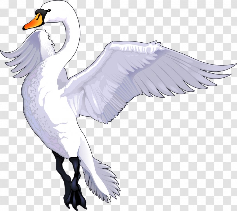 Tundra Swan Drawing Cartoon Royalty-free - Royaltyfree Transparent PNG