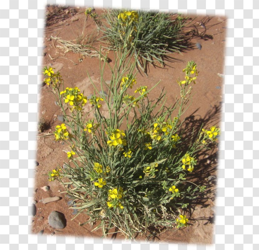 Physaria Fendleri Plants Seed Desert Marigold - Yellow Transparent PNG