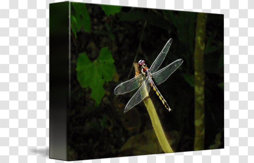 Dragonfly - Wing - Invertebrate Transparent PNG