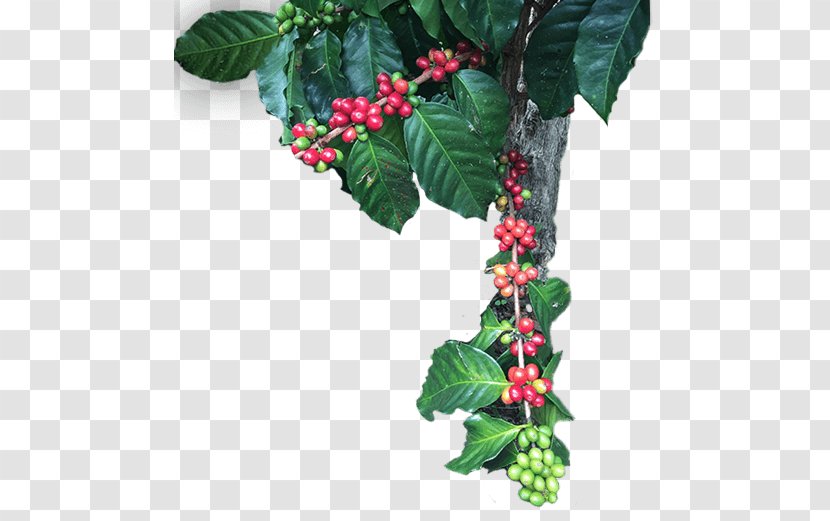 Aquifoliales Five-flavor Berry Barry M Leaf Branching - Schisandra Transparent PNG