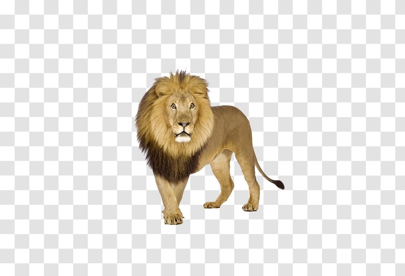 Lion Tiger Stock.xchng - Cat Like Mammal - Domineering Male Transparent PNG