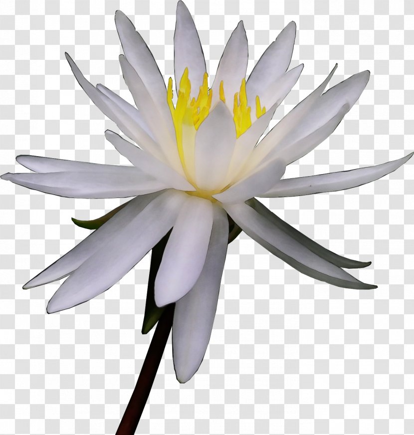 White Lily Flower - Photography - Plant Stem Wildflower Transparent PNG