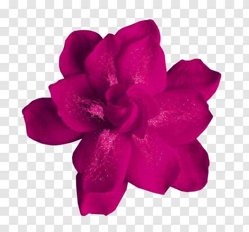 Flower Moutan Peony Clip Art - Purple Rose Transparent PNG