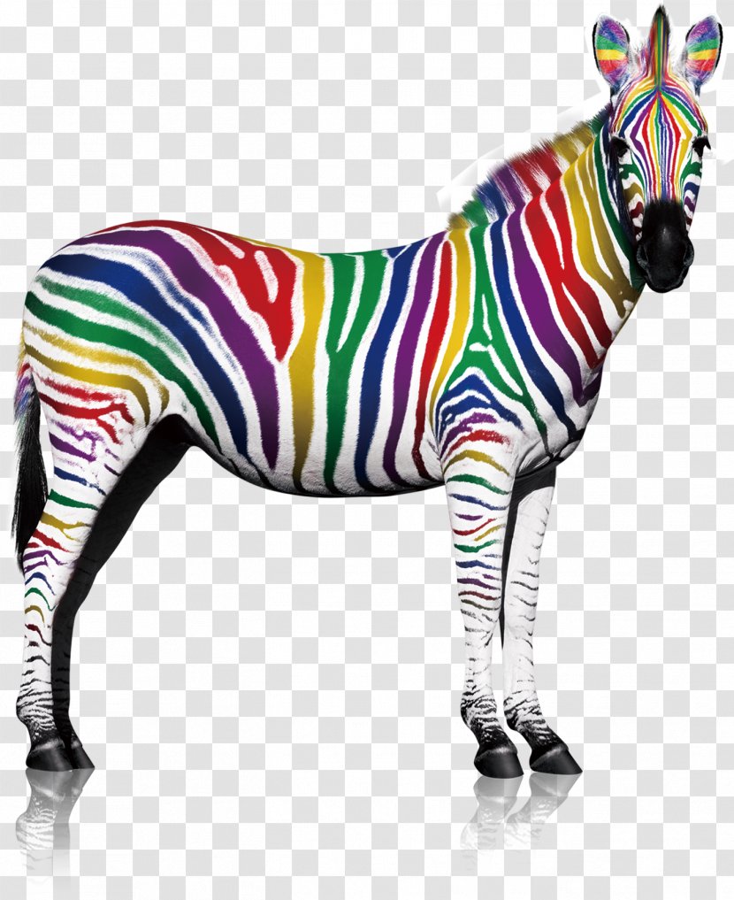 Quagga Zebra Lacquer Printing - Color Transparent PNG