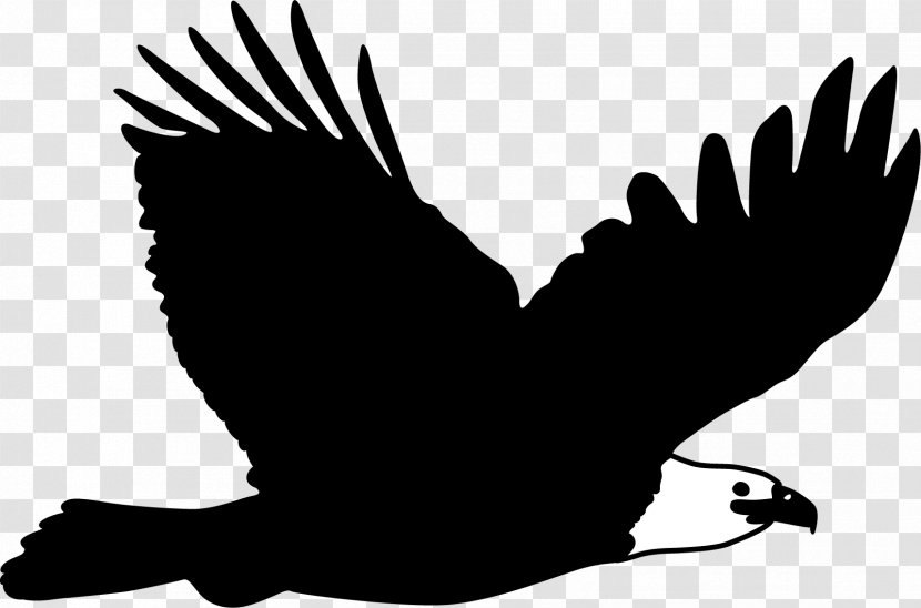 Bald Eagle Flight Bird - Finger - The Hawk Flies High Transparent PNG
