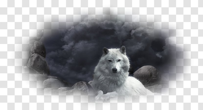 Desktop Wallpaper High-definition Television 1080p Display Resolution - Cairn Terrier - Wolf Transparent PNG