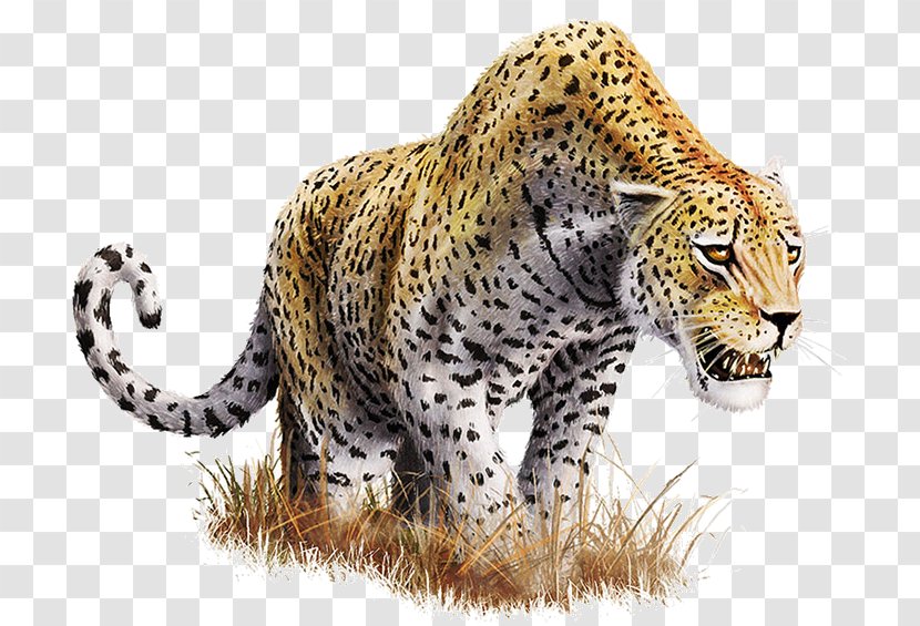 Leopard Clip Art - Whiskers Transparent PNG