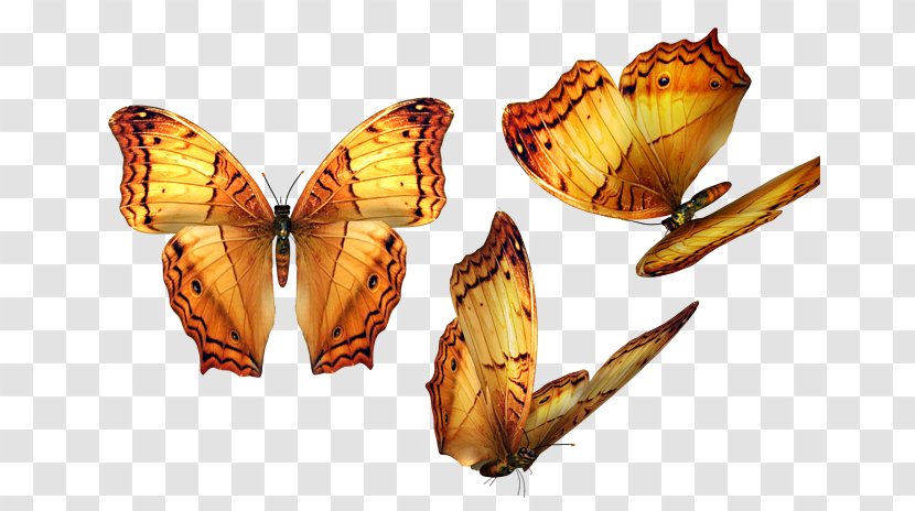 Butterfly Software Clip Art - Monarch Transparent PNG