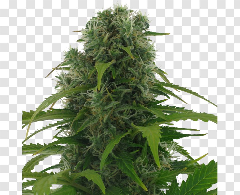 Autoflowering Cannabis Afghanistan Kush Sativa Seed - Genetics Transparent PNG