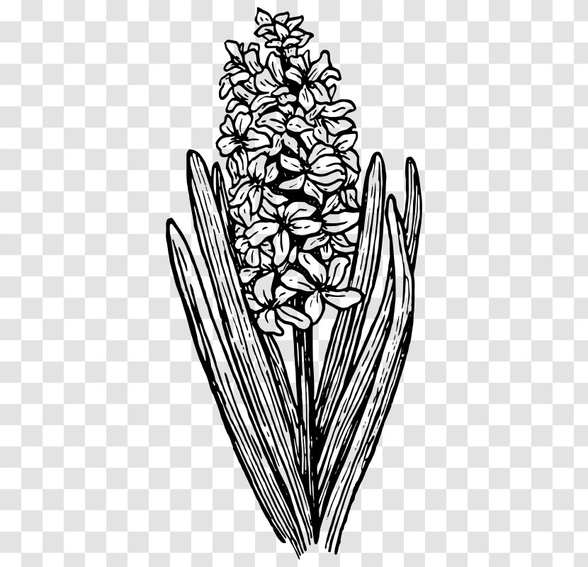 Hyacinth Clip Art - Flower - Bulb Transparent PNG