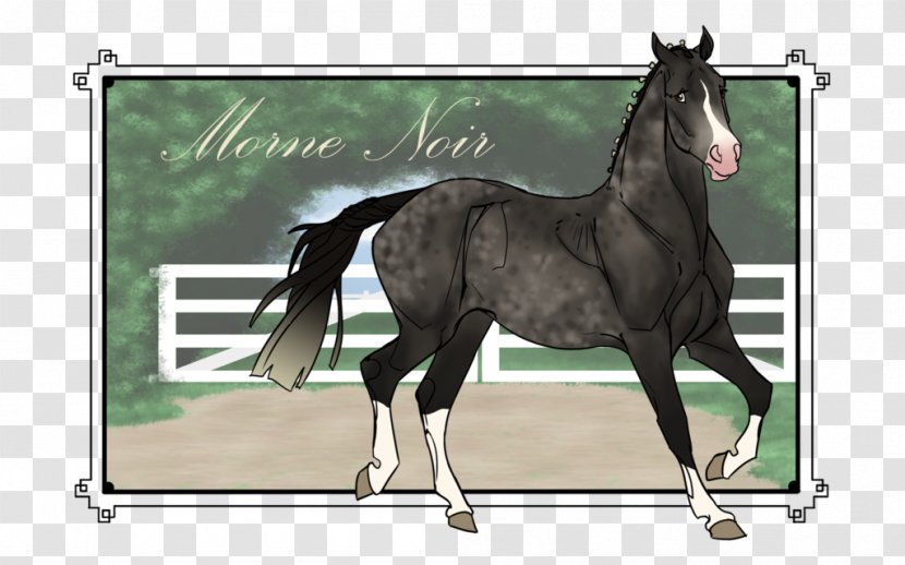 Stallion Colt Hanoverian Horse Foal Mare - Hunt Seat - Morne Diablotins Transparent PNG