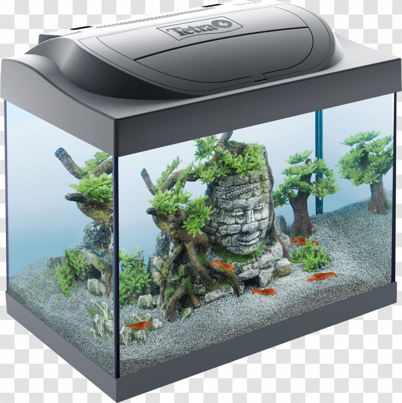 Aquariums Tetra Goldfish Fishkeeping - Glass Tank Transparent PNG