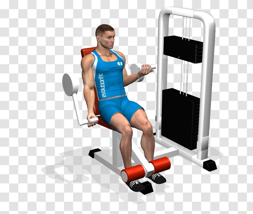 Weight Training Biceps Curl Exercise Machine - Watercolor - Arm Transparent PNG