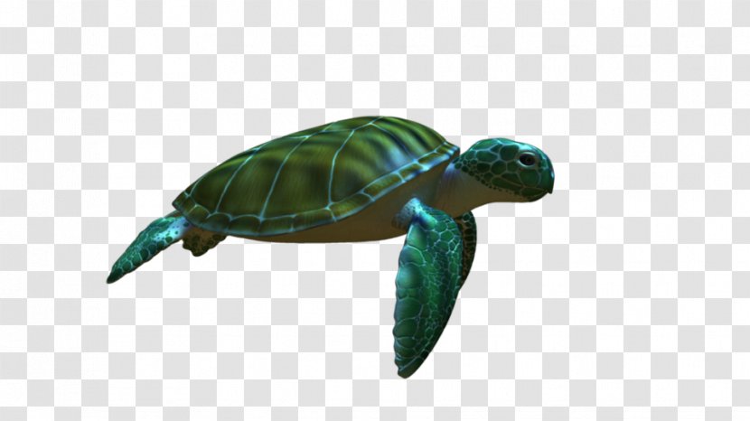 Green Sea Turtle Animation - Emydidae Transparent PNG