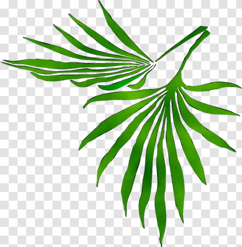 Leaf Plant Stem Flower Clip Art Palm Trees - Botany Transparent PNG