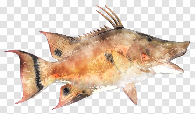 Fish Products Oily Perch Marine Biology - Watercolor Fishing Transparent PNG