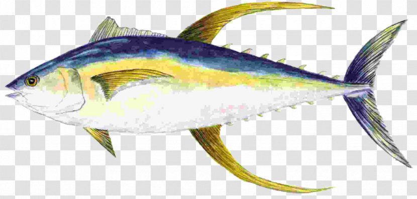 Fishing Boating Saltwater Fish Products - Frame - Tuna Transparent PNG