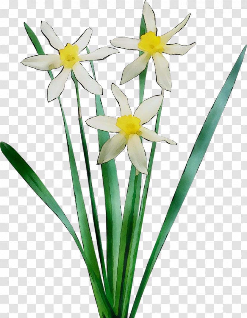 Floristry Cut Flowers Plant Stem Petal Narcissus Transparent PNG