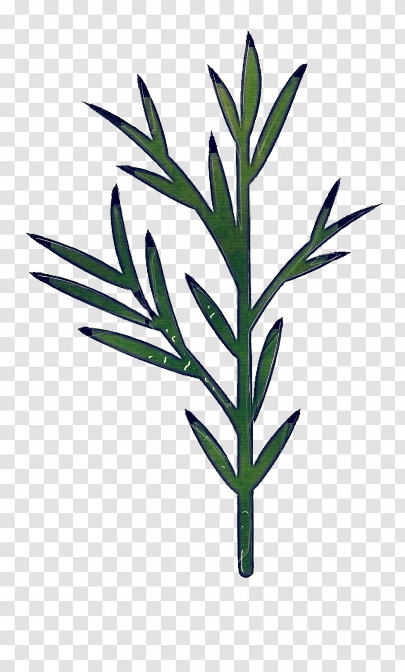 Rosemary - Leaf - Herb Plant Stem Transparent PNG
