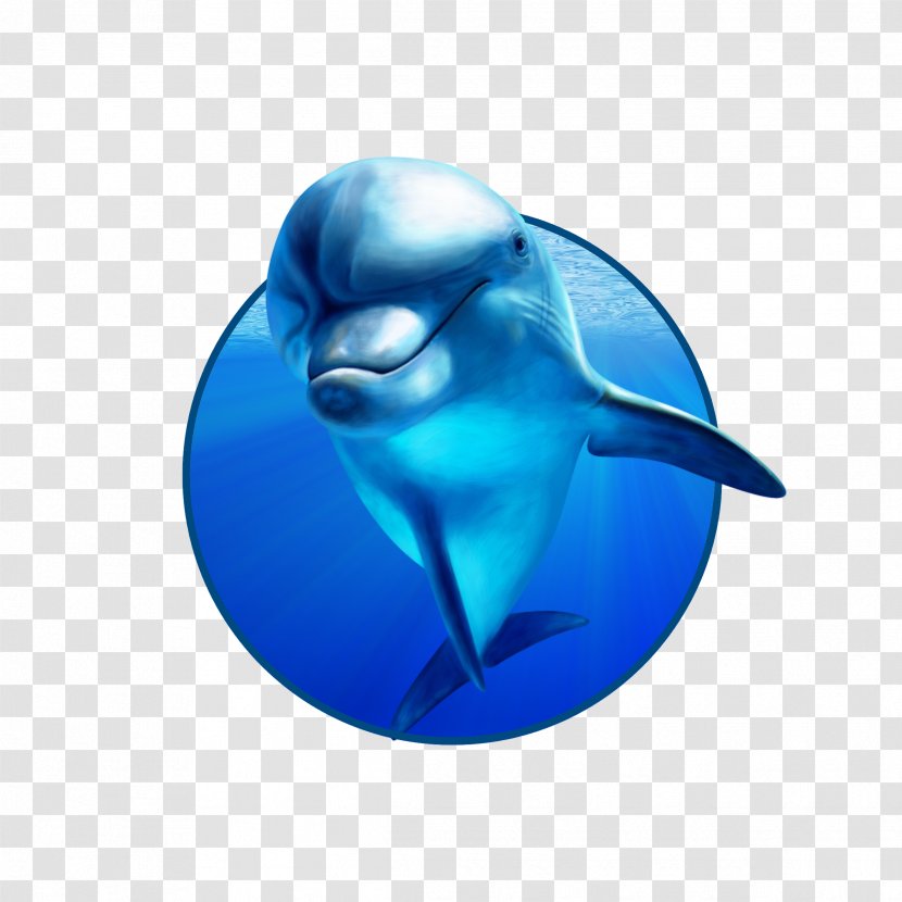 Tolyatti Penza Cheboksary Dolphinarium - Common Bottlenose Dolphin Transparent PNG
