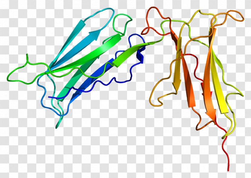Killer-cell Immunoglobulin-like Receptor KIR2DL1 Protein Immunoglobulin Domain KIR2DS4 - Natural Killer Cell - Human Leukocyte Antigen Transparent PNG