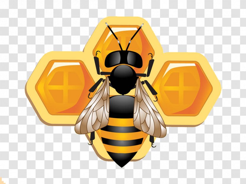Honey Bee Beehive Beekeeping Queen - Insect Transparent PNG