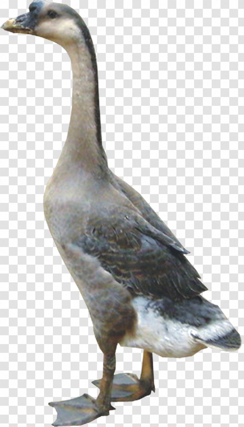Duck Domestic Goose Chicken Poultry - Animal Transparent PNG
