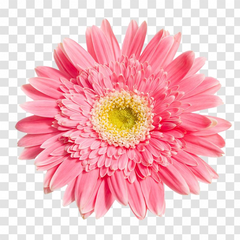 Transvaal Daisy Chrysanthemum Flower - Peach - Pink Picture Transparent PNG