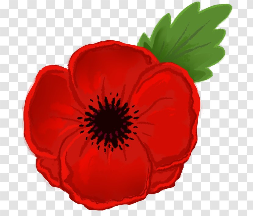 Remembrance Poppy Drawing Flower Clip Art - Family - Cliparts Transparent PNG