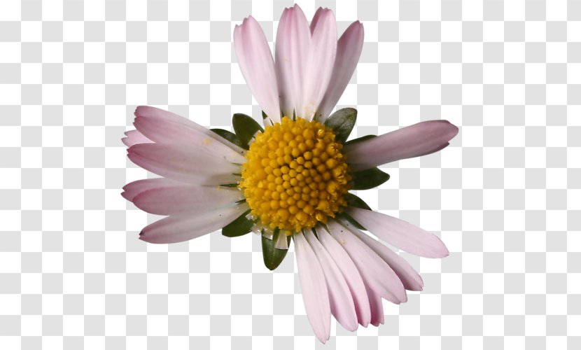 Chrysanthemum Oxeye Daisy Common Clip Art - Flower Transparent PNG