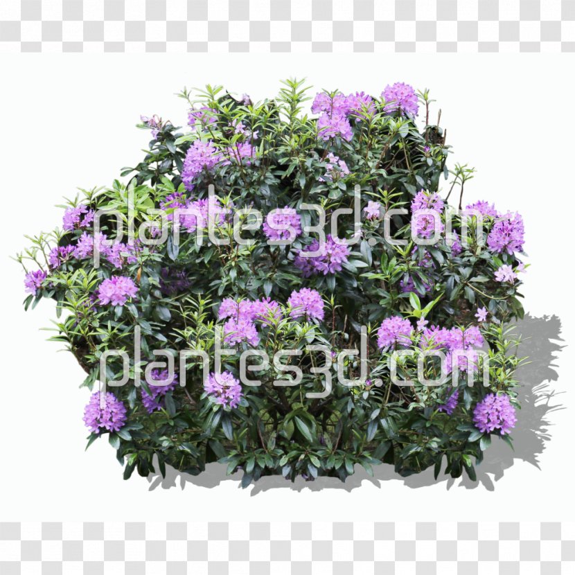 Shrub Flower Rhododendron Treelet - Flowering Plant Transparent PNG
